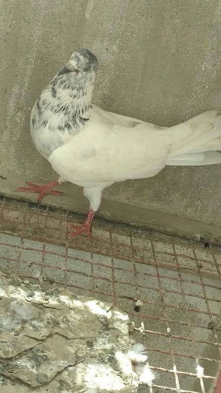 Qablii pigeon 15