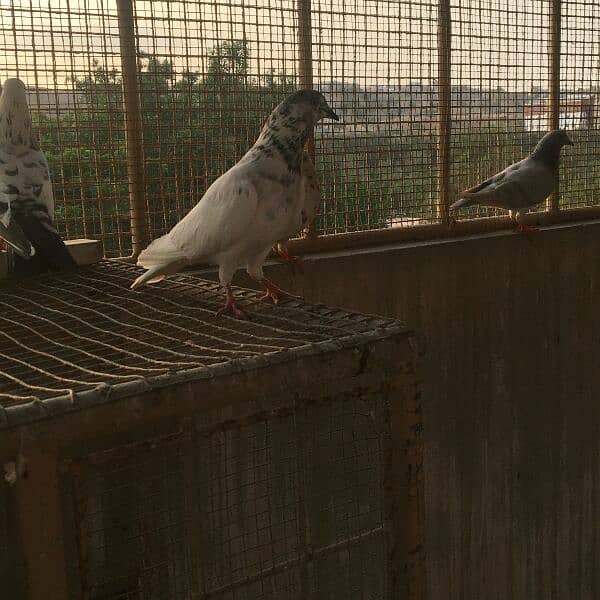 Qablii pigeon 16