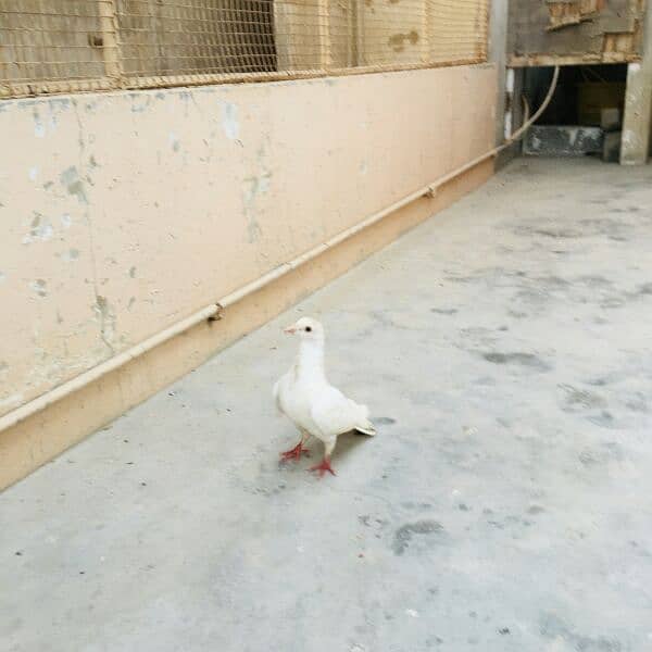 Qablii pigeon 19