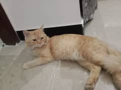 Persian cat ha koi bemari nahi ha 6 month age ha