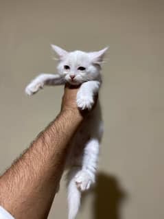 Persian kitten for sale