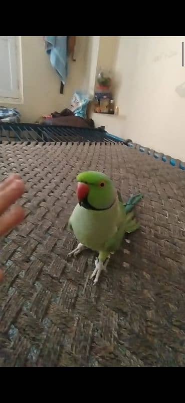 Green ringneck Bolta ha hand tame 0