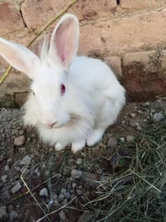 Red eyes Australian rabbit pair and