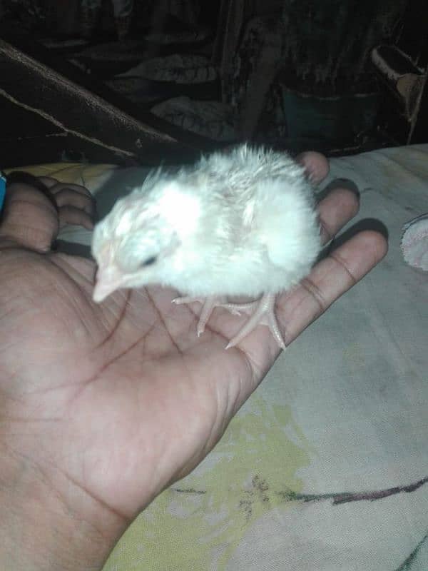 white Hera ka Aseel Chicks For sale 1