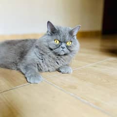 Persian cat 0