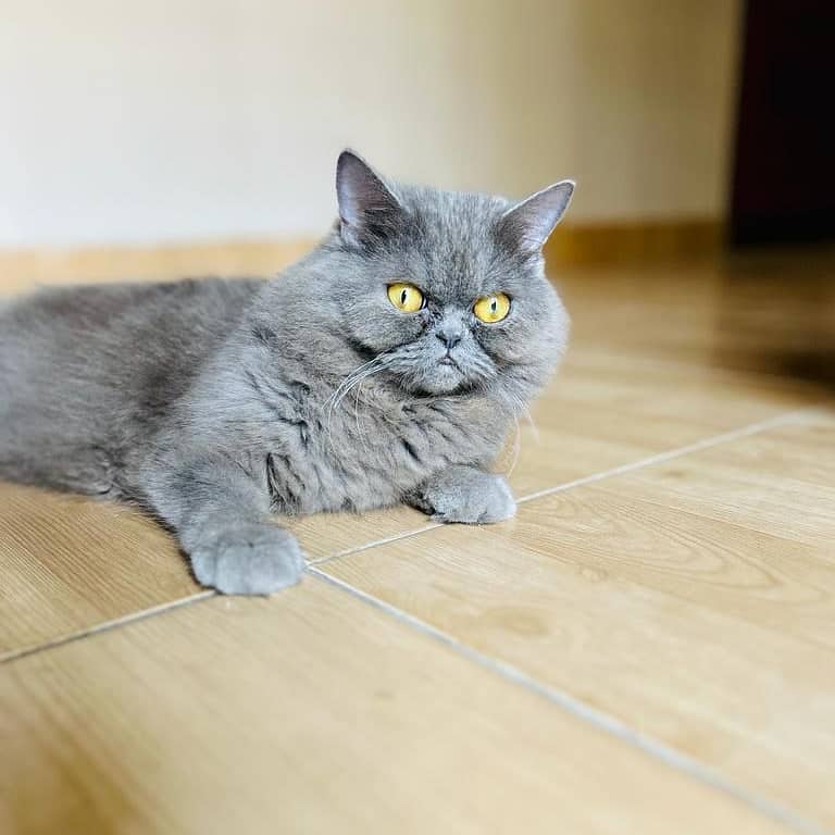 Persian cat 0