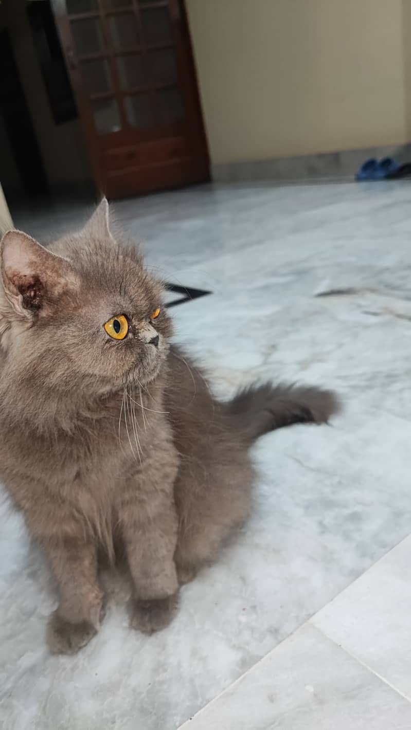 Persian cat 2