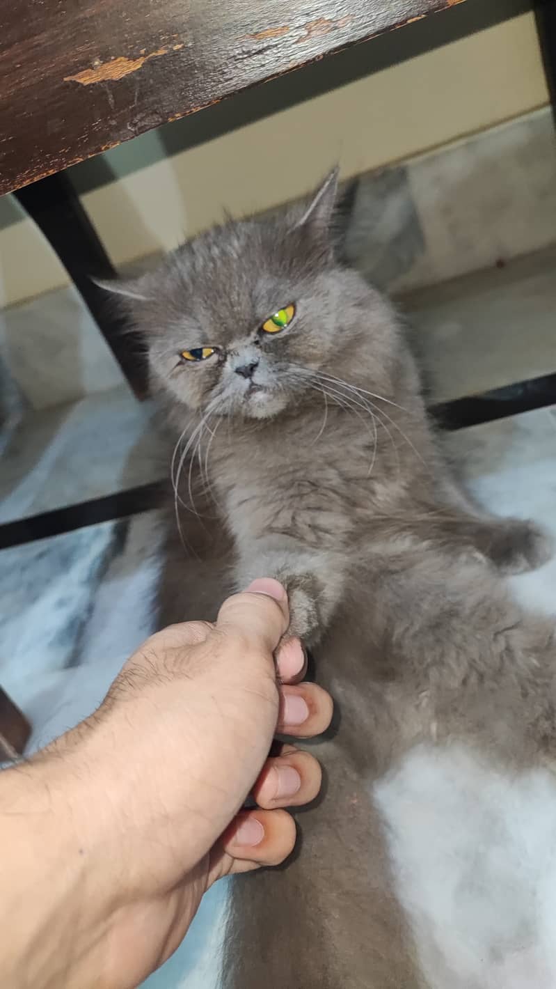 Persian cat 4