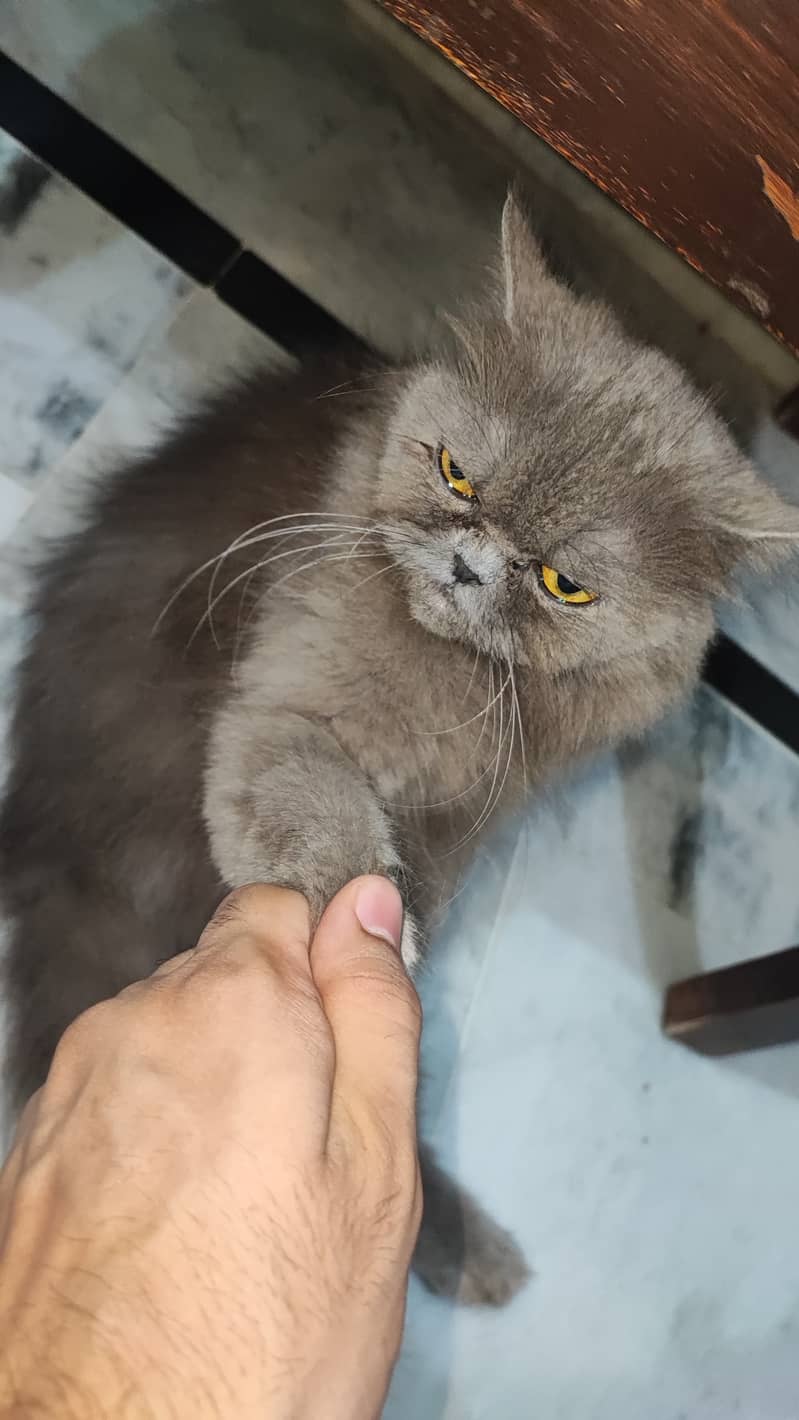 Persian cat 5