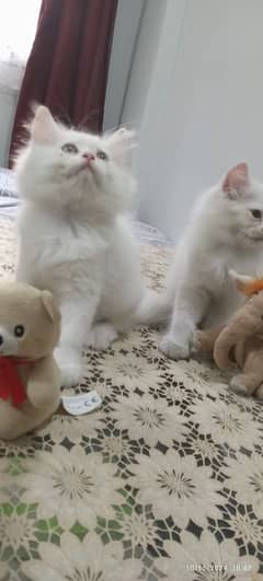 Persian kittens