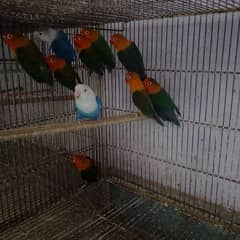 confirm blue 2 green birds and foster pair available