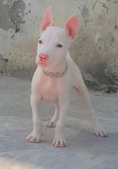 Kohait gultair male age 2 month for sale available