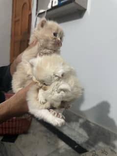 PERSIAN KITTENS FOR SALE