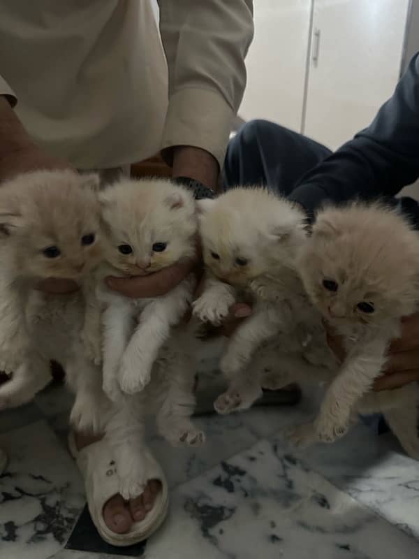 PERSIAN KITTENS FOR SALE 1