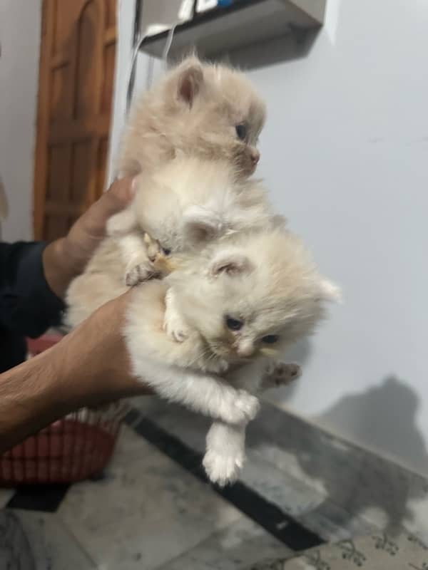 PERSIAN KITTENS FOR SALE 2