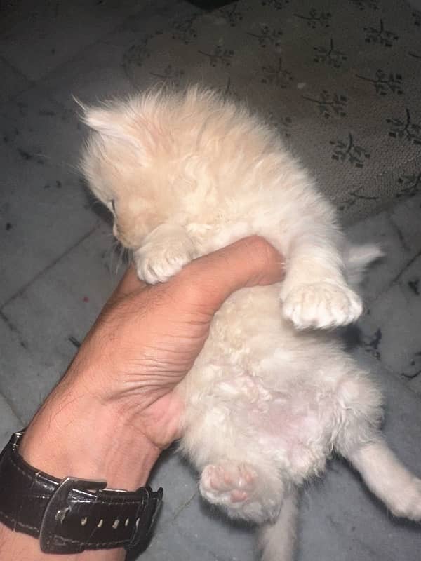 PERSIAN KITTENS FOR SALE 3