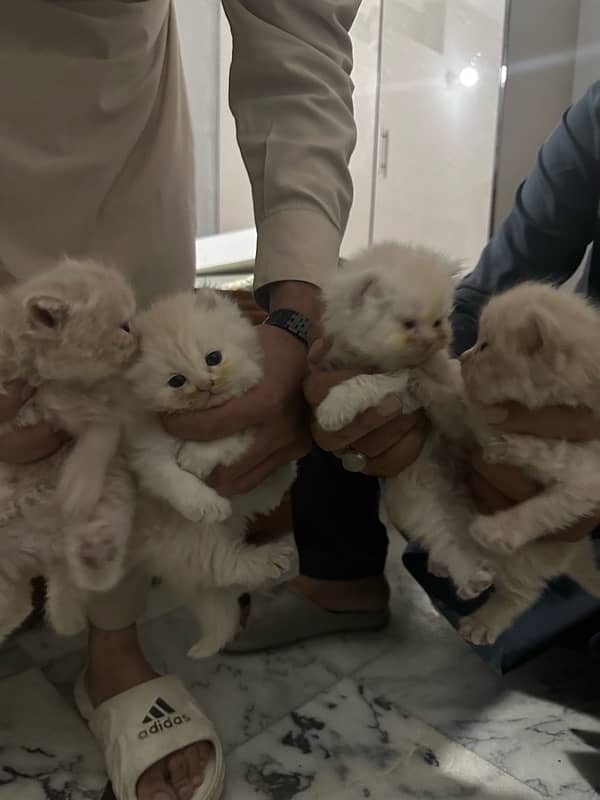 PERSIAN KITTENS FOR SALE 4