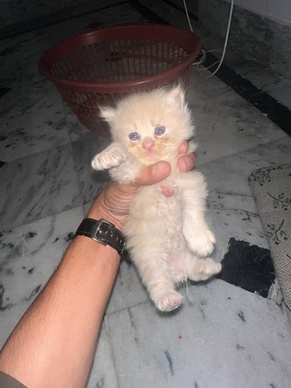 PERSIAN KITTENS FOR SALE 5