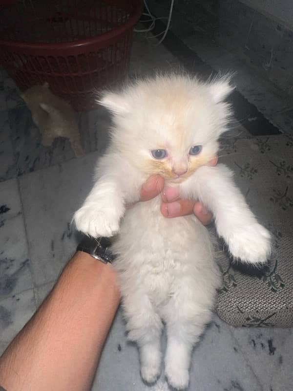 PERSIAN KITTENS FOR SALE 6