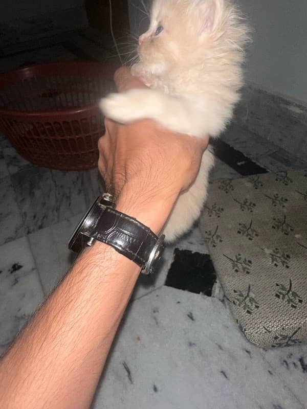 PERSIAN KITTENS FOR SALE 7