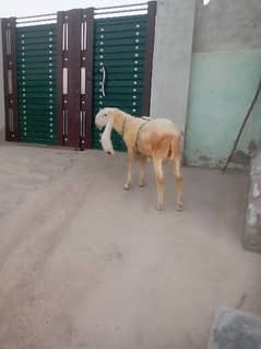 kajla chattra aur bakra