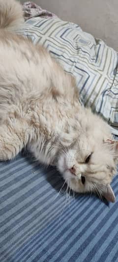 Persian Male Cat for Sale