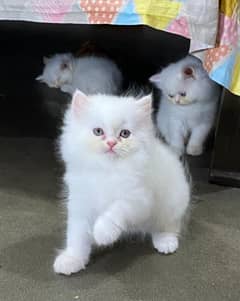 persian kitten available now 0