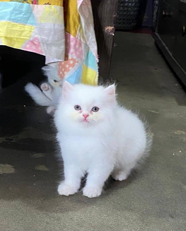 persian kitten available now 1