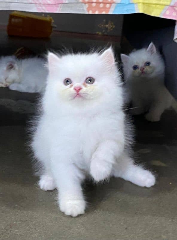 persian kitten available now 2