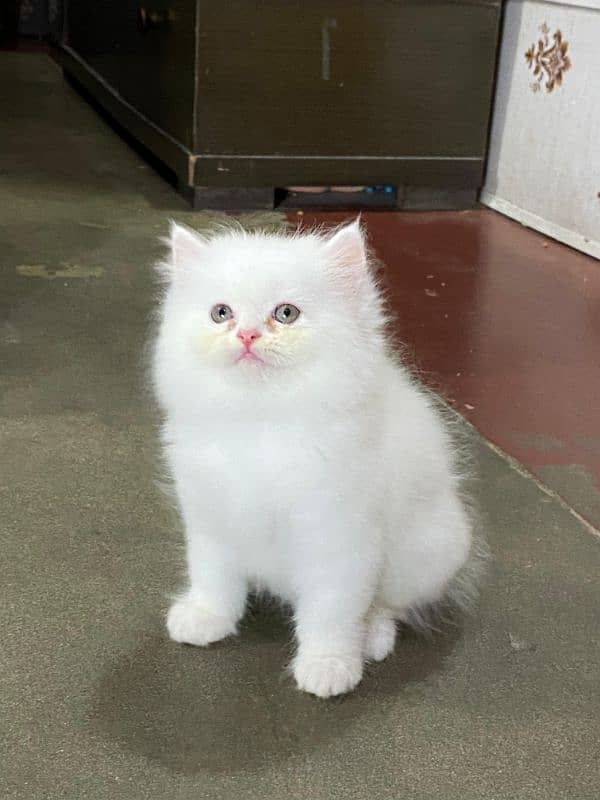 persian kitten available now 3