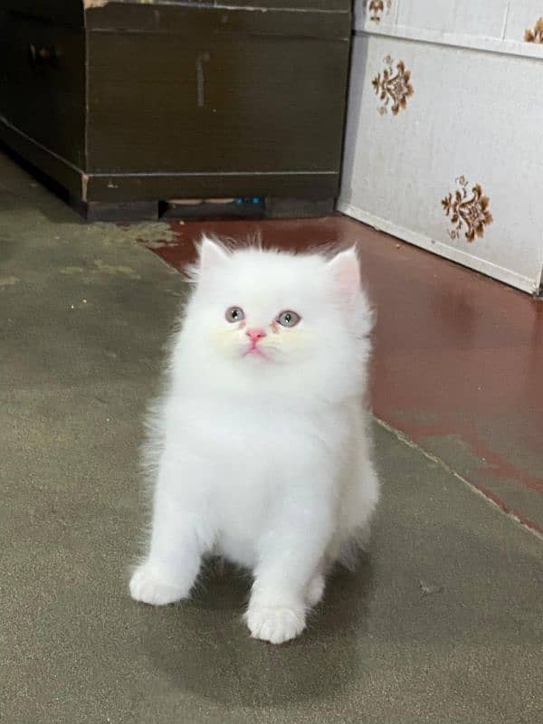 persian kitten available now 4