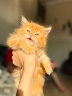 ginger colour male kitten