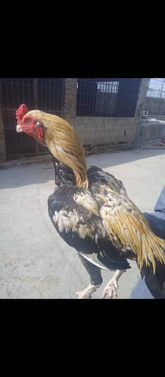 Aseel mianwali male with two females