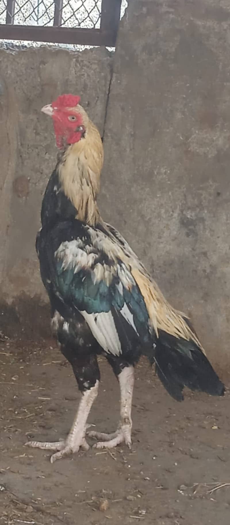 Aseel mianwali male with two females 1