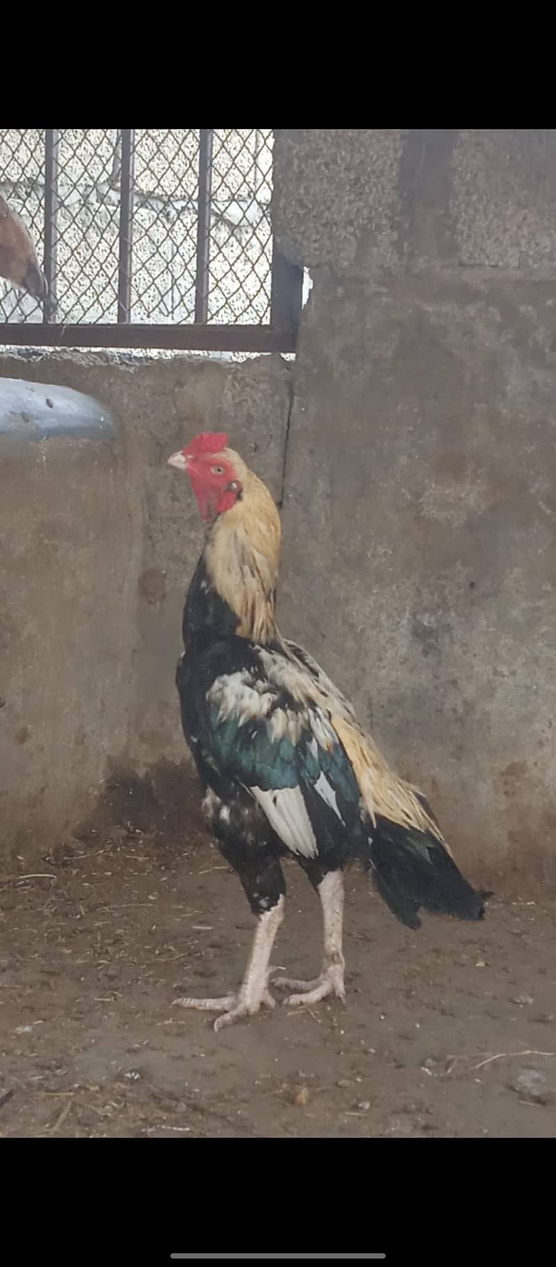 Aseel mianwali male with two females 2