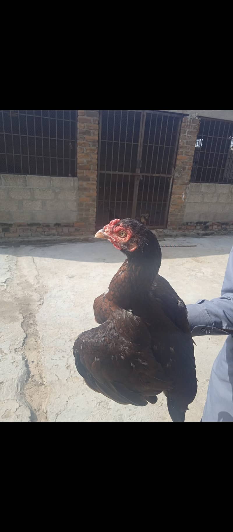 Aseel mianwali male with two females 4