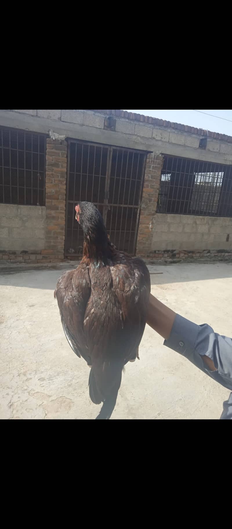 Aseel mianwali male with two females 5