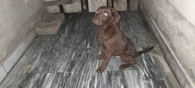 Chocolate Brown Lab Puppy For Urgent Sale