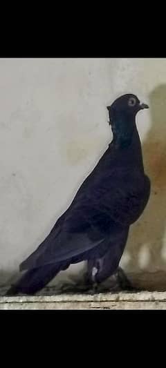 pigeons urgent sale 03349263969