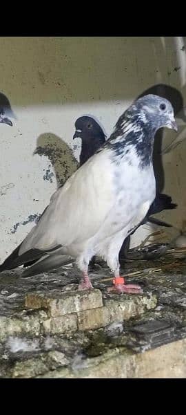 pigeons urgent sale 03349263969 1