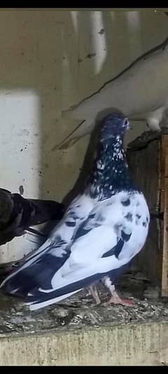 pigeons urgent sale 03349263969