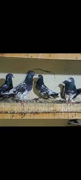 pigeons urgent sale 03349263969 2