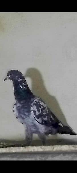 pigeons urgent sale 03349263969 4