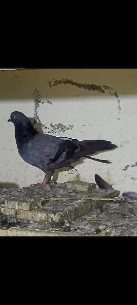 pigeons urgent sale 03349263969 5