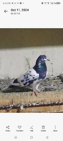 pigeons urgent sale 03349263969 6