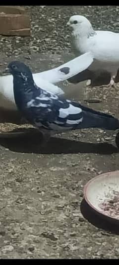 pigeons urgent sale 03349263969