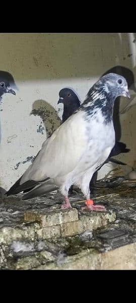 pigeons urgent sale 03349263969 7