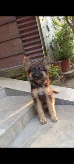 Gsd male puppy