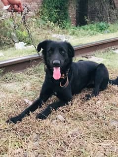 dog Black labrador