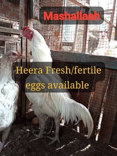 Fancy hens Top Quality ka  Fresh/fertile eggs available Rear breed ka